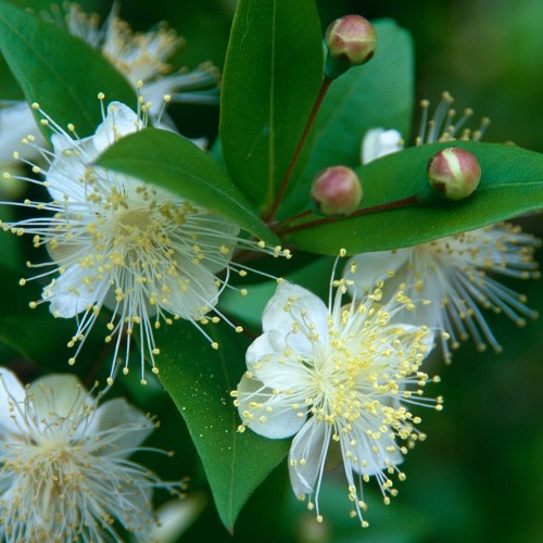 Green Myrtle Oil 3